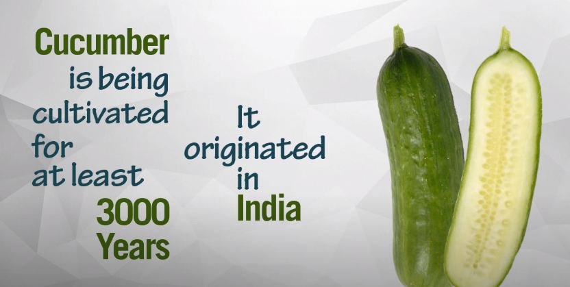 cucumber is originated in india