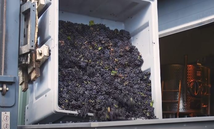 grapes for wine making