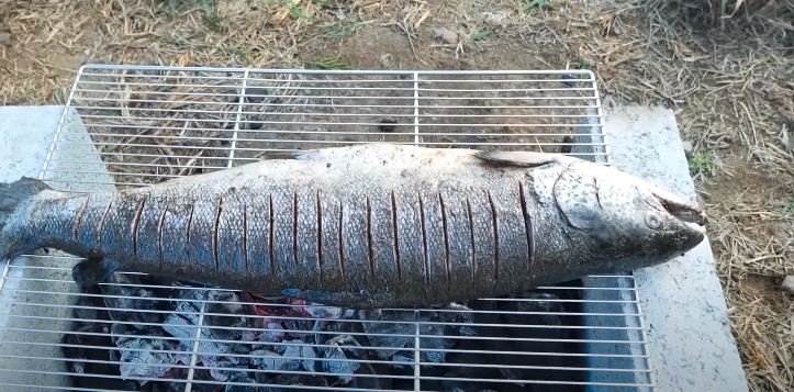 salmon fish grilling